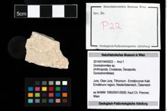 Foto (Objekt + Etikett) von Goniodromites sp.  (NHMW-GEO-2014-0194-0022)